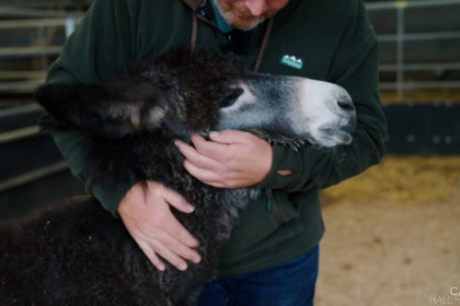 Photo of a donkey being held by a member of the Cannon Hall Farm team
