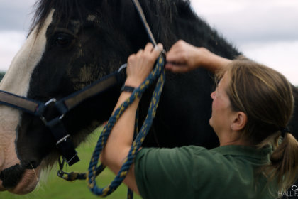Photo of a shire horse having a head collar put on
