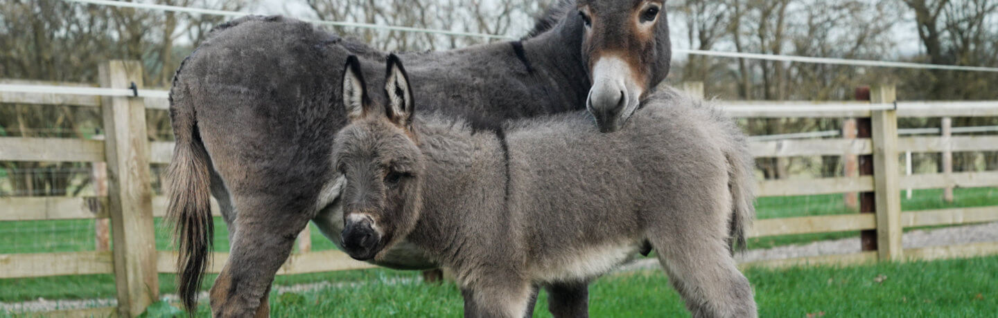 Donkeys