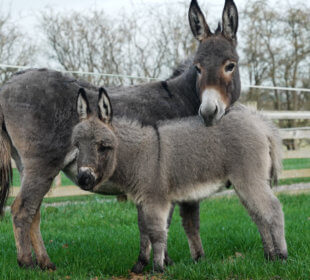 Donkeys