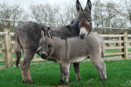 Donkeys
