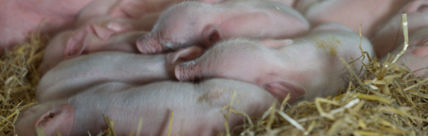 Sleeping piglets