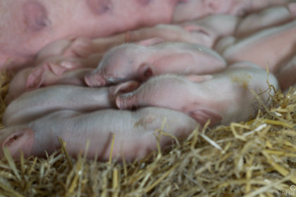 Sleeping piglets