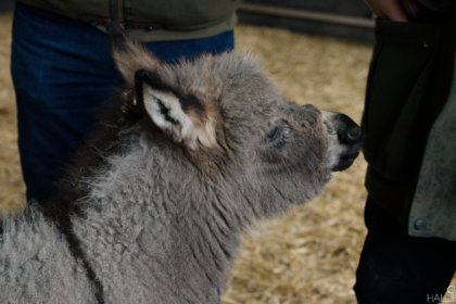 Donkey