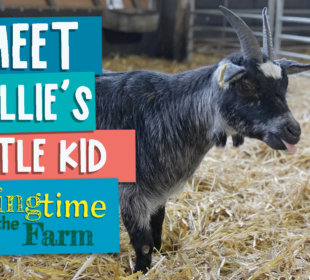 Meet Millie's little kid - Springtime on the farm