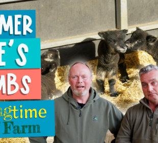 Farmer Joe's lambs - Springtime on the farm