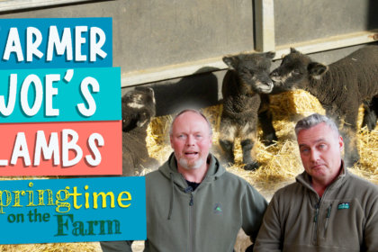 Farmer Joe's lambs - Springtime on the farm