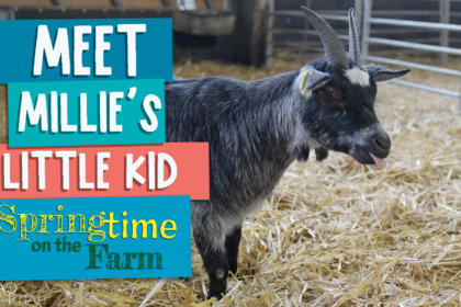 Meet Millie's little kid - Springtime on the farm