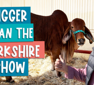 Bigger than the Yorkshire Show