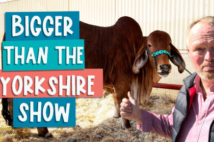 Bigger than the Yorkshire Show