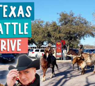 A Texas cattle drive