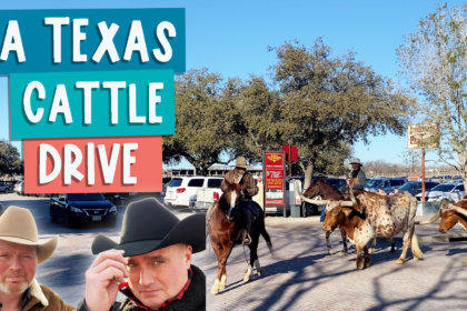 A Texas cattle drive