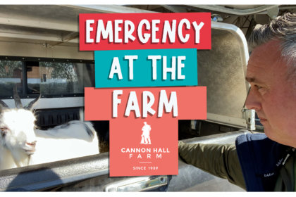 Emergency at the farm