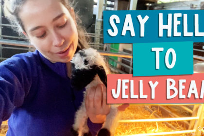 Say Hello to Jelly Bean