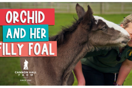 Orchid and her filly foal