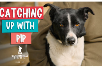 Catching up with Pip