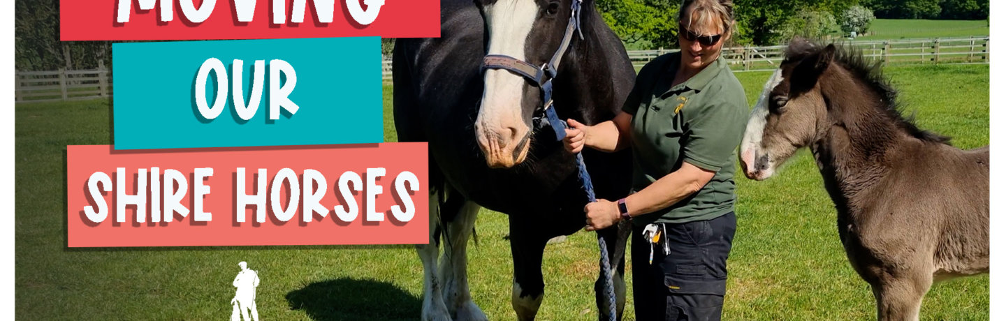 Moving our Shire Horses