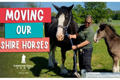 Moving our Shire Horses