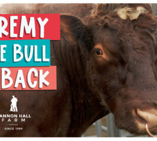 Jeremy the bull is back
