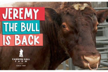 Jeremy the bull is back