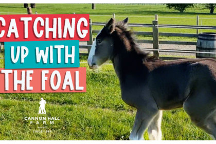 Catching up with the foal