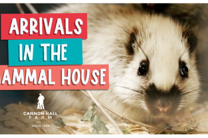arrivals in the mammal house