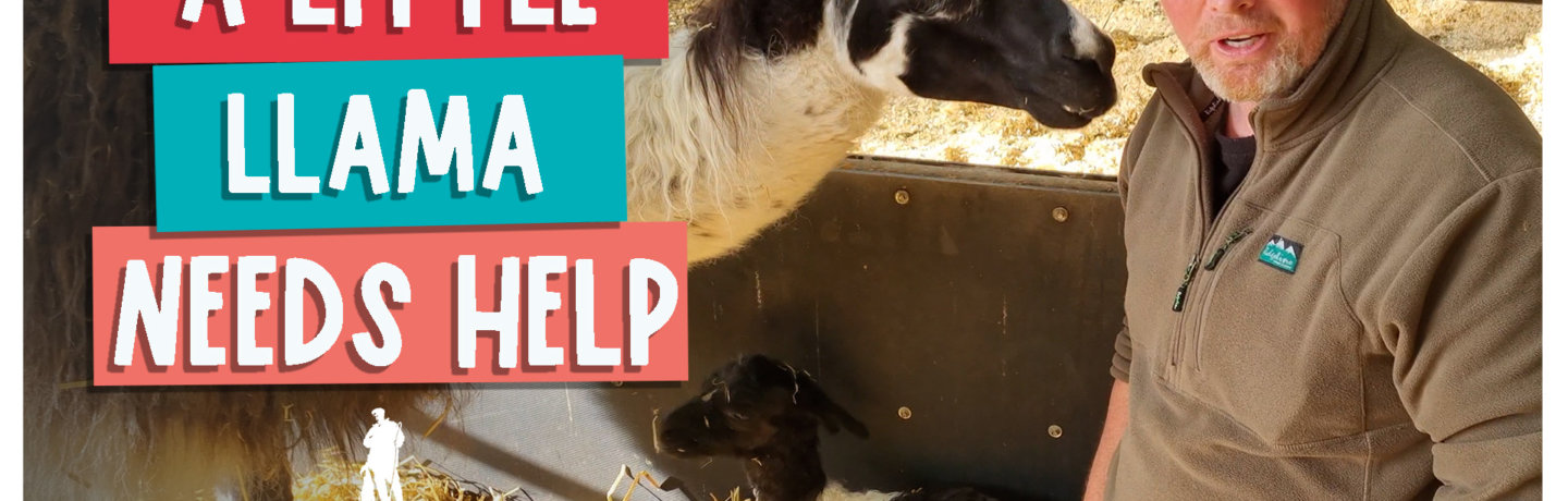 A little llama needs help