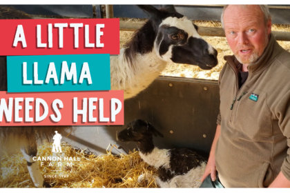 A little llama needs help