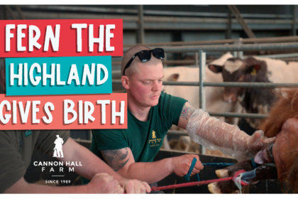 Fern the highland gives birth