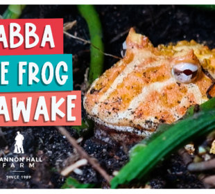 Jabba the frog is awake