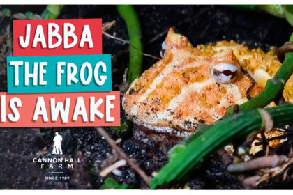 Jabba the frog is awake
