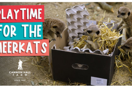 Playtime for the meerkats