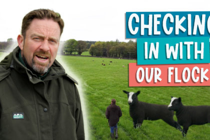 Checking in with our flock