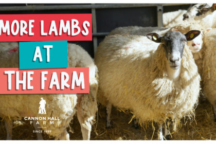 More lambs at the farm