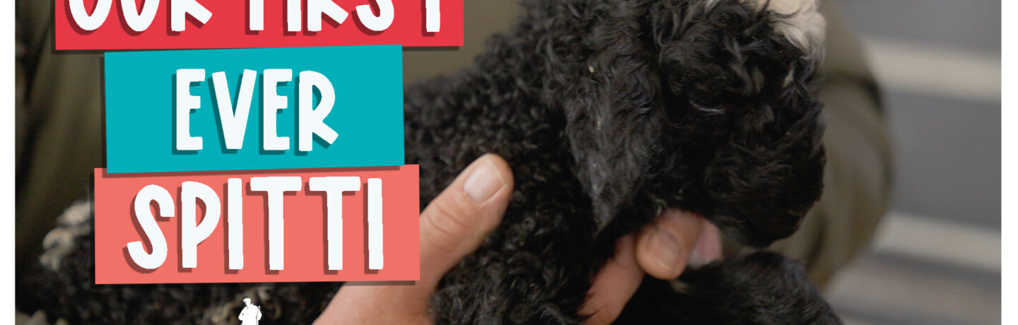 Our first ever spittti
