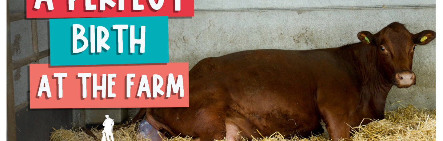 A perfect. birth at the farm