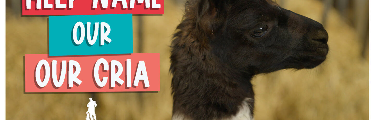 Help name our Cria