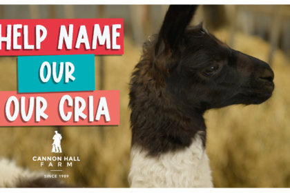 Help name our Cria