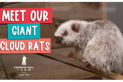 Meet our giant cloud rats
