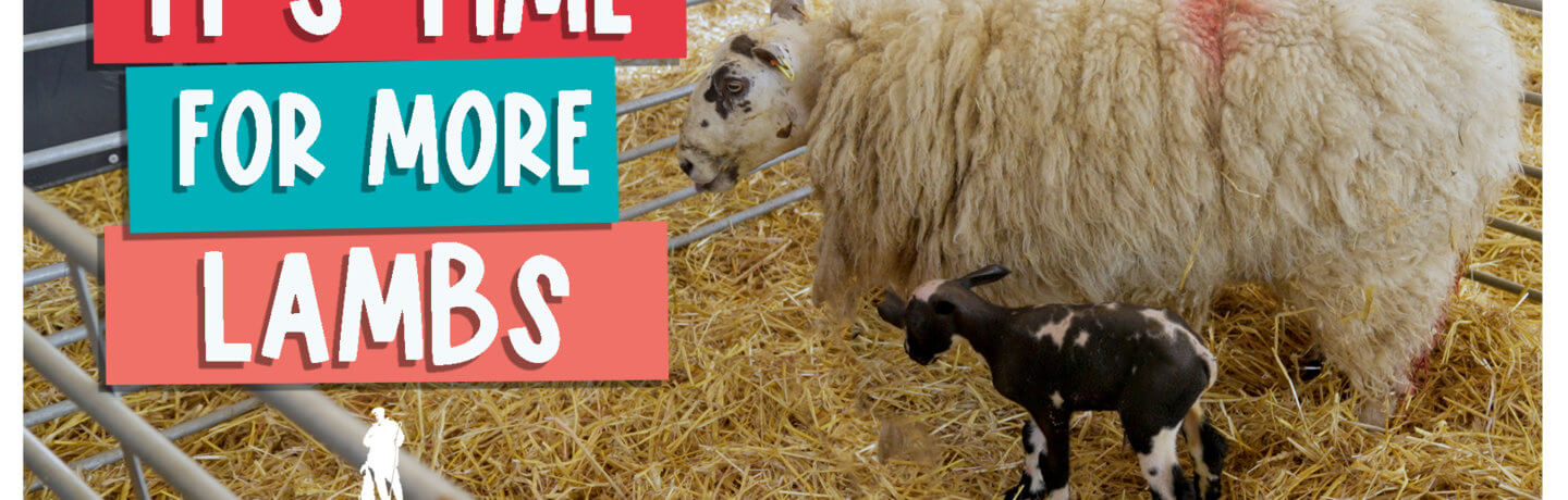 It's time for more lambs