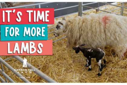 It's time for more lambs