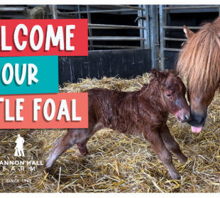 Welcome our little foal