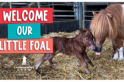 Welcome our little foal