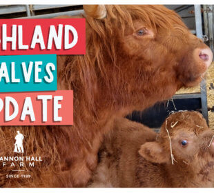 Highland calves update
