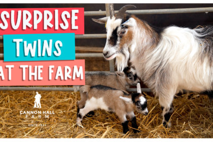 Surprise twins at the farm