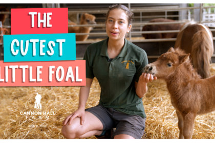 The cutest little foal