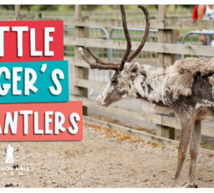 Little Roger's Big Antlers