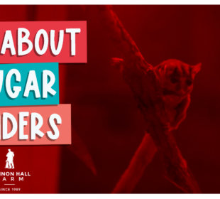 All about sugar gliders