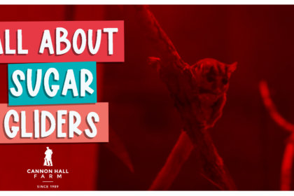 All about sugar gliders