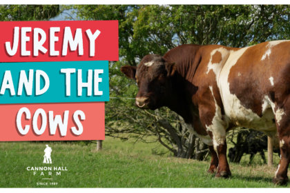 Jeremy and the cows